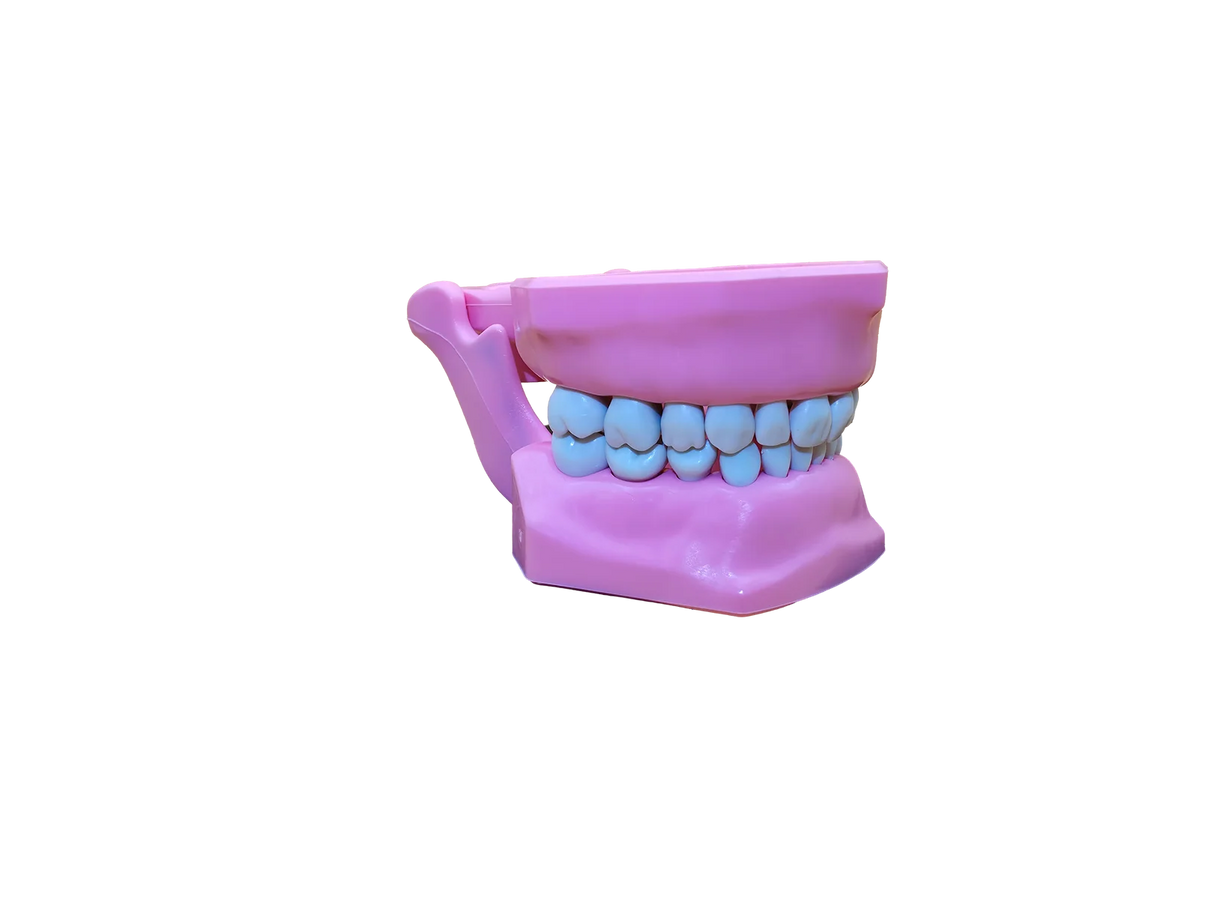 TIPODONTO INFANTIL CON DIENTES INTERCAMBIABLES Y BISAGRA INTEGRADA