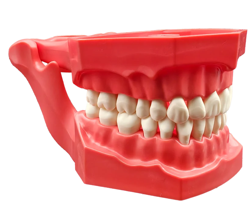 TIPODONTO ADULTO CON DIENTES INTERCAMBIABLES Y BISAGRA INTEGRADA - BAKEL
